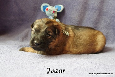 Jazar, licht-grauwe Oudduitse Herder reu van 2 weken oud